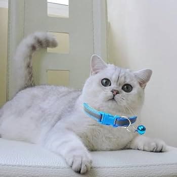 Breakaway Cat Collar with Bell