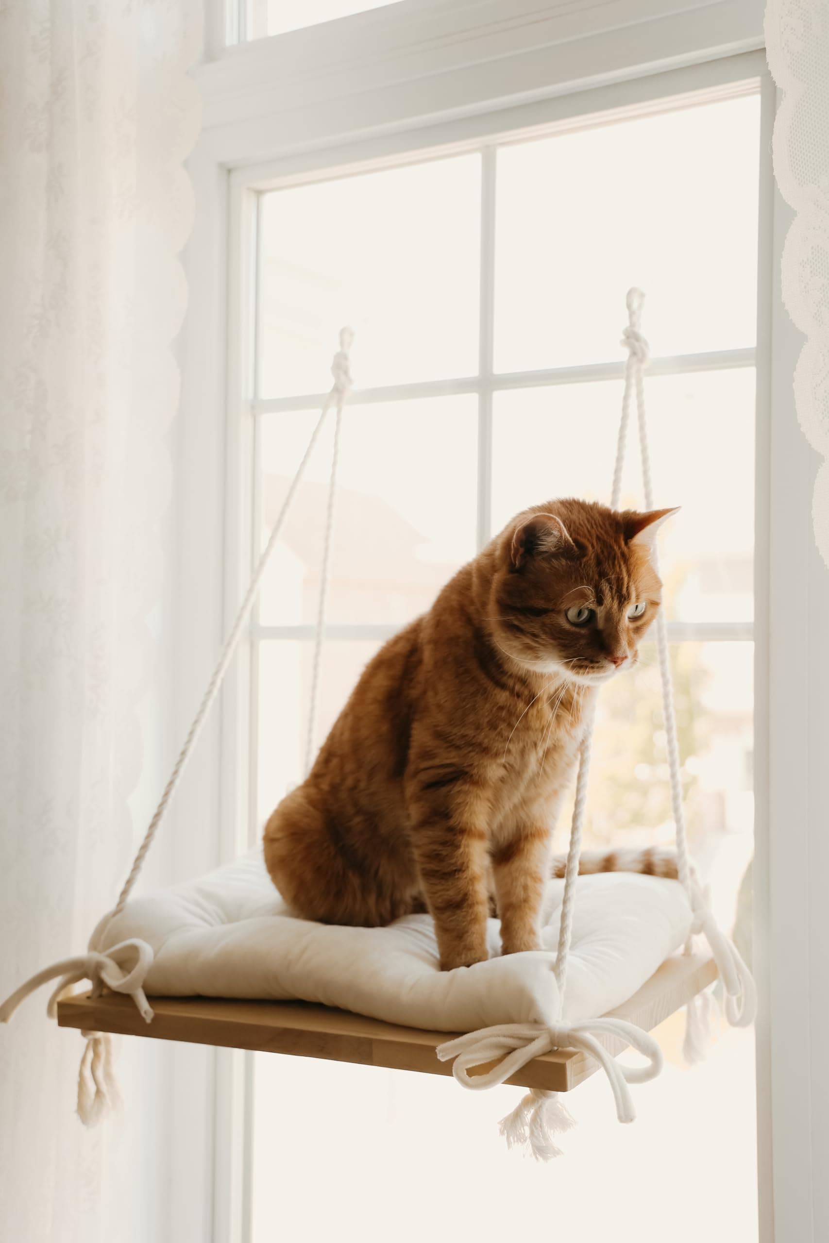 Window-Mounted Cat Bed