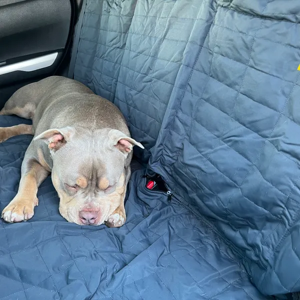 Waterproof Dog Car Seat Cover thumbnail 7