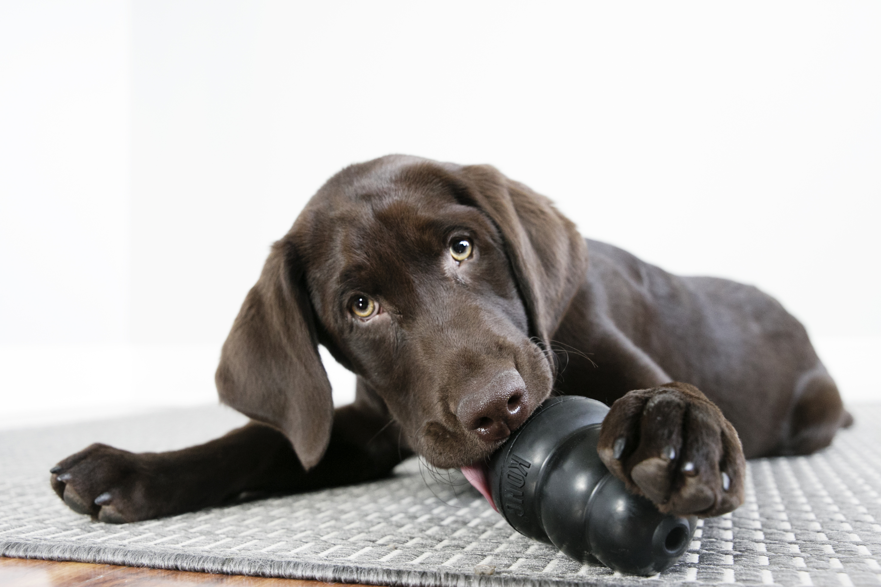 Indestructible Rubber Chew Toy thumbnail 6